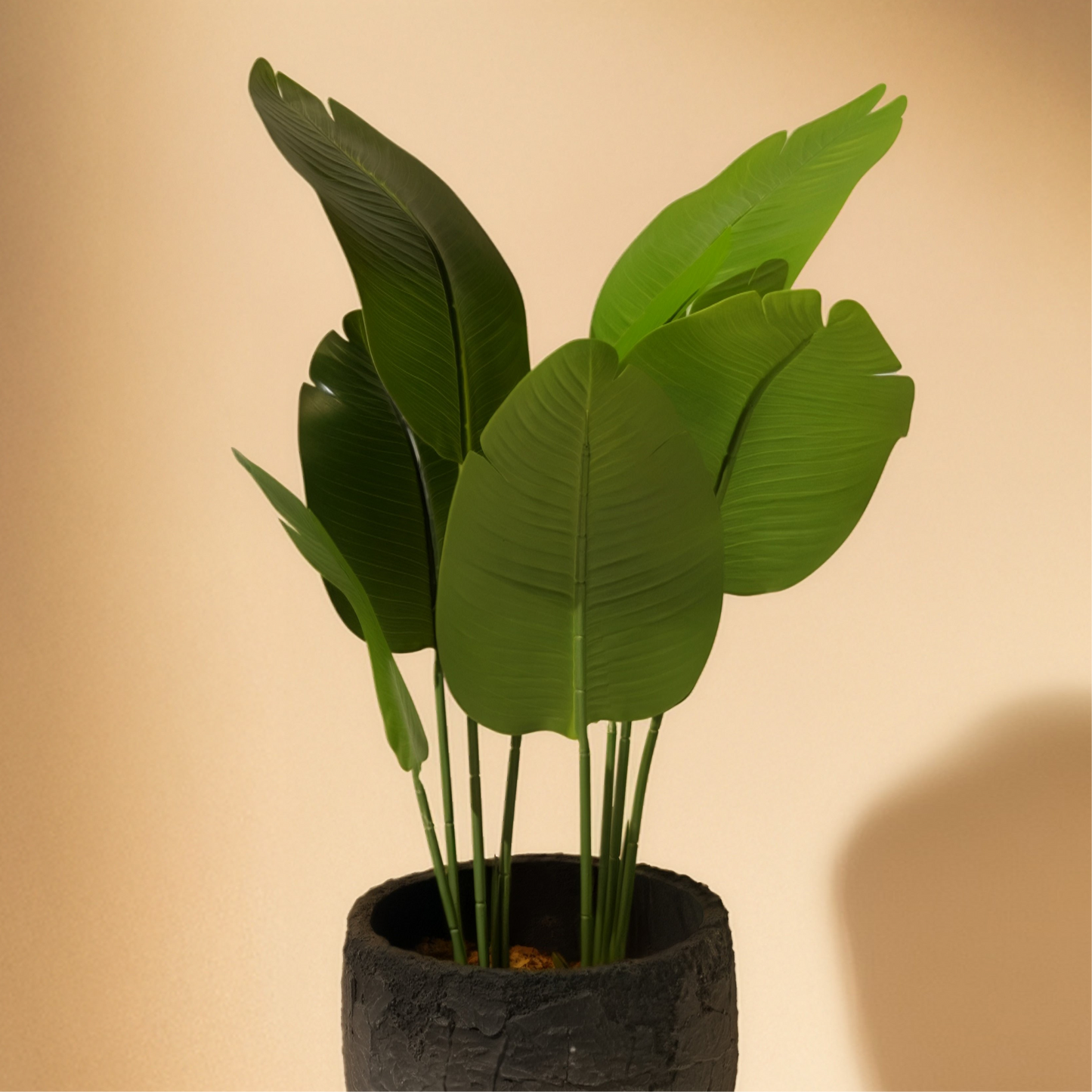 Bird of Paradise(115CM) No Pot