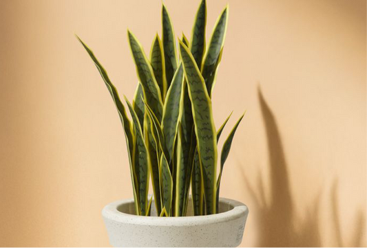 Sansevieria - Snake Artificial Plant (63CM) No Pot