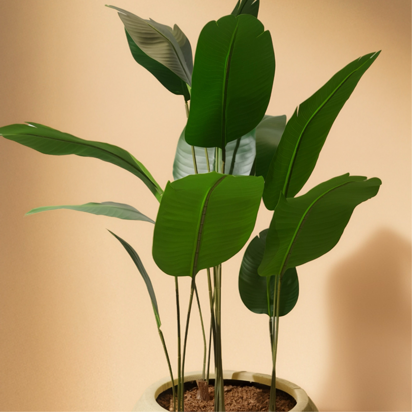 Bird of Paradise Mini (120cm) No Pot