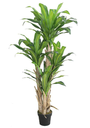 DRACAENA FRAGRANCE ARTIFICIAL PLANT