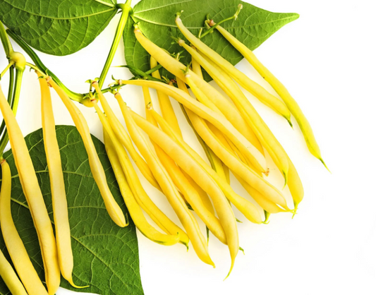 Beans Yellow Seeds