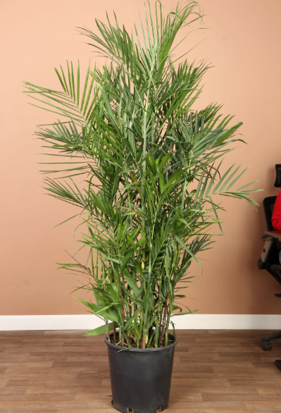 Bamboo Palm