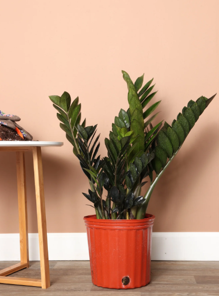 Black Raven ZZ Plant
