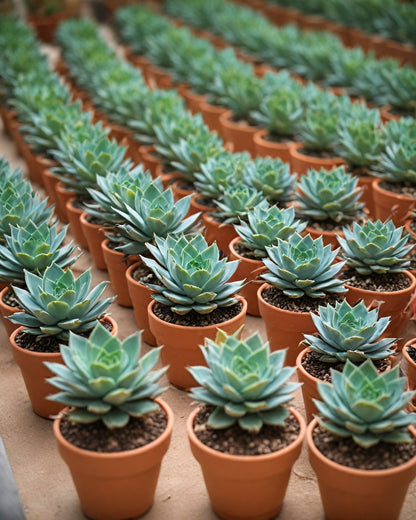 Succulent Gifting with Terracotta Pots