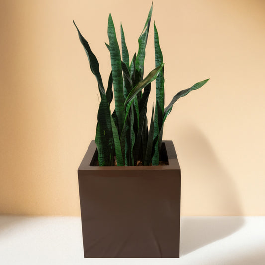 Sansevieria - Snake Artificial Plant (90CM) No Pot