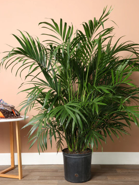 Cat Palm