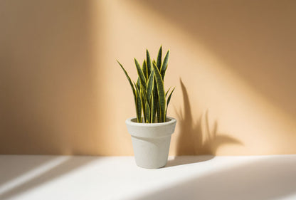 Sansevieria - Snake Artificial Plant (63CM) No Pot
