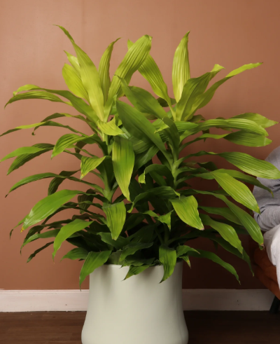 Dracaena Janet Craig 'Limelight'
