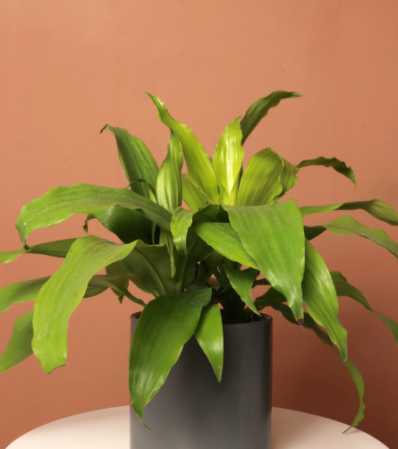 Dracaena Janet Craig 'Limelight'