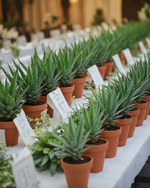 Succulent Gifting with Terracotta Pots