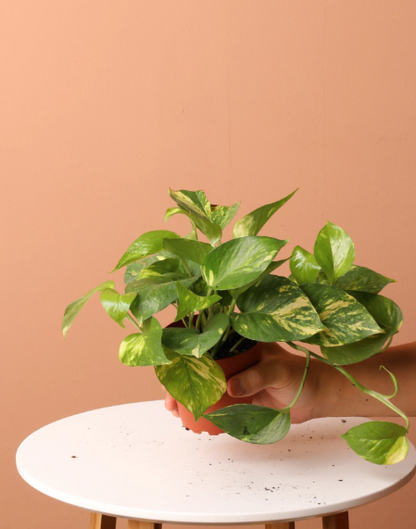 Golden Pothos