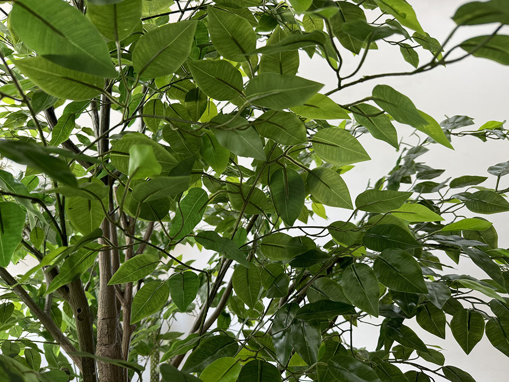 Ficus (250CM) No Pot