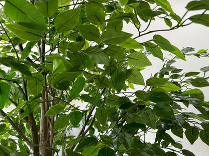Ficus (250CM) No Pot