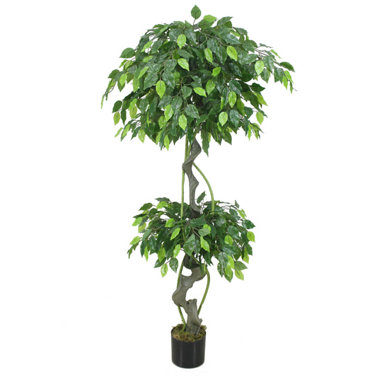 Ficus (150CM) No Pot