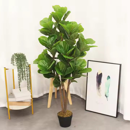 Fiddle Fig Leaf (105CM) No Pot