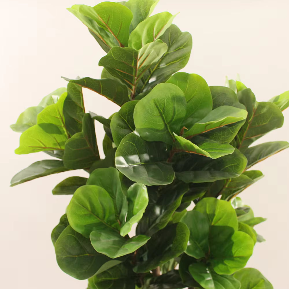Fiddle Fig Leaf (105CM) No Pot