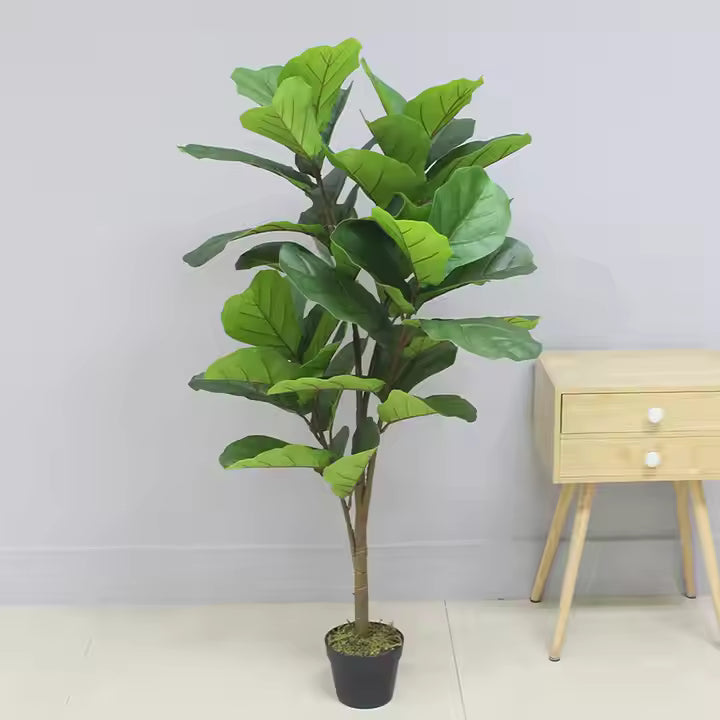 Fiddle Fig Leaf (105CM) No Pot