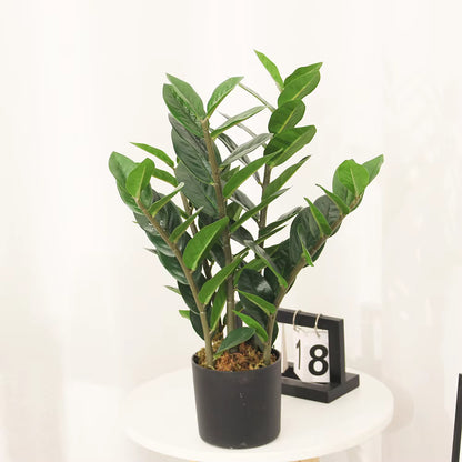Zamiifolia Artificial Plant (90CM) No Pot