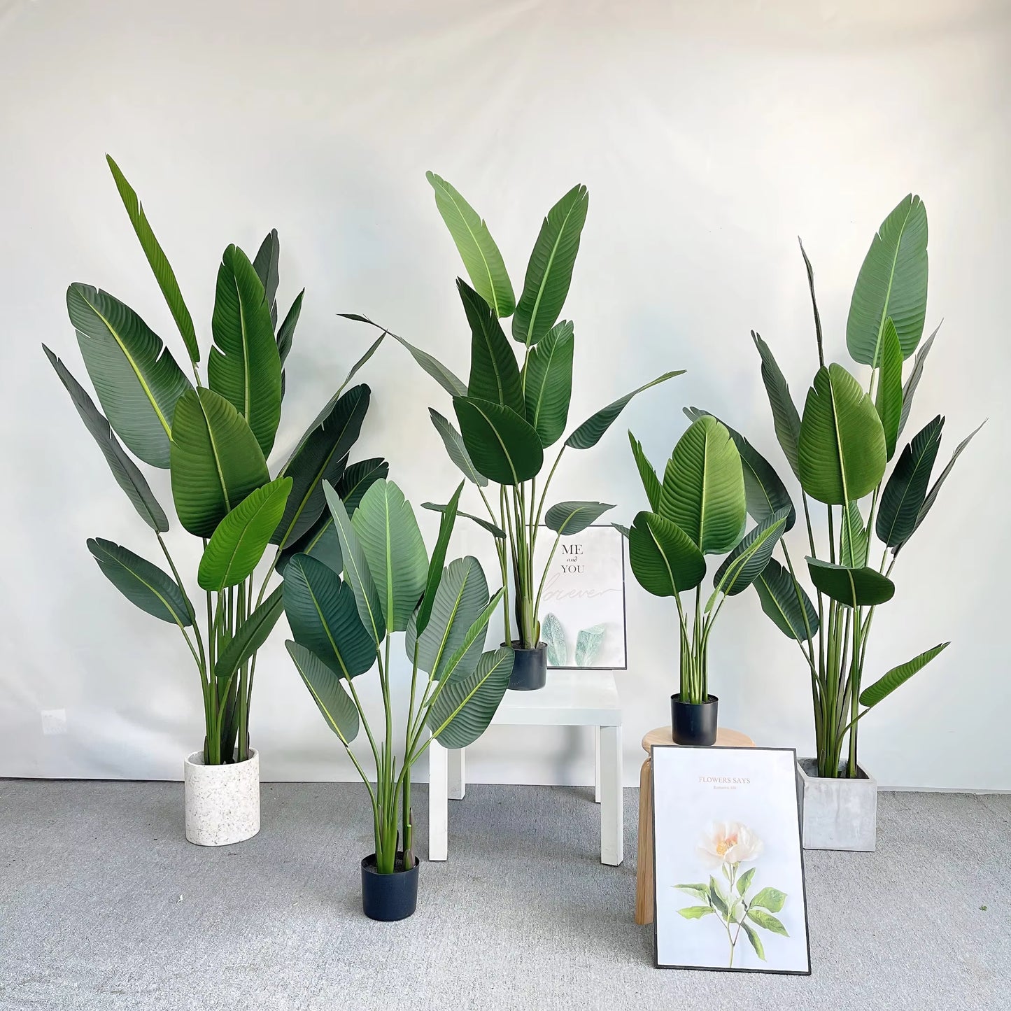 Bird of Paradise(115CM) No Pot