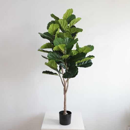 Fiddle Fig Leaf (145CM) No Pot