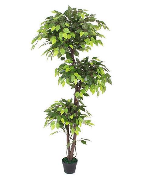 Ficus (180CM) No Pot