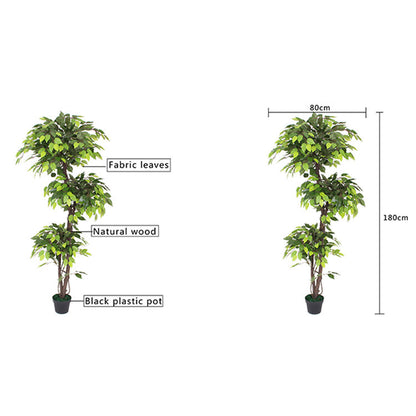Ficus (180CM) No Pot