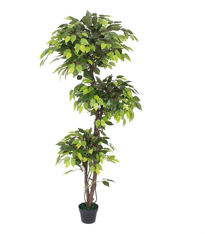 Ficus (180CM) No Pot