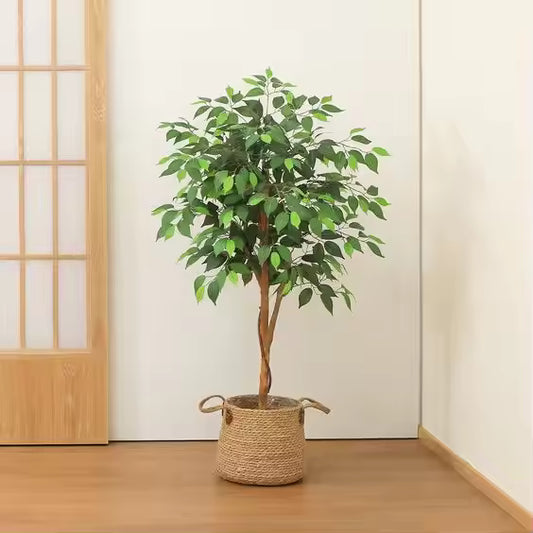 Ficus (120CM) No Pot