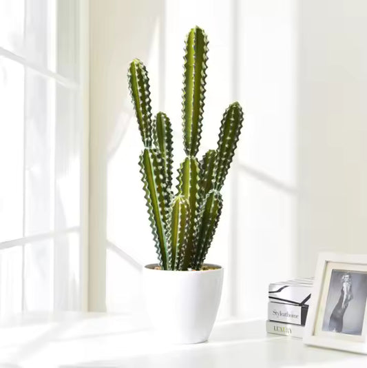 Cactus Plant (56cm) No Pot
