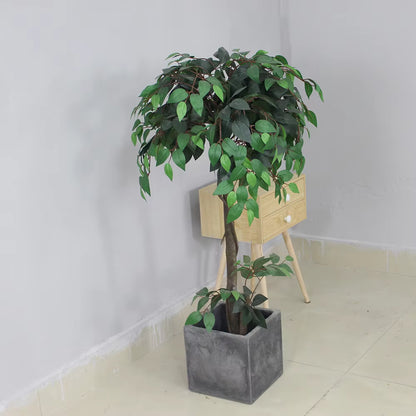 Ficus (120CM) No Pot