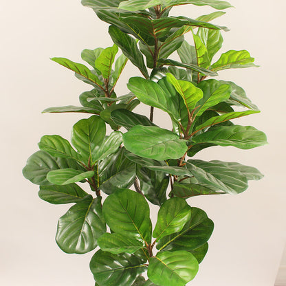 Fiddle Fig Leaf (145CM) No Pot