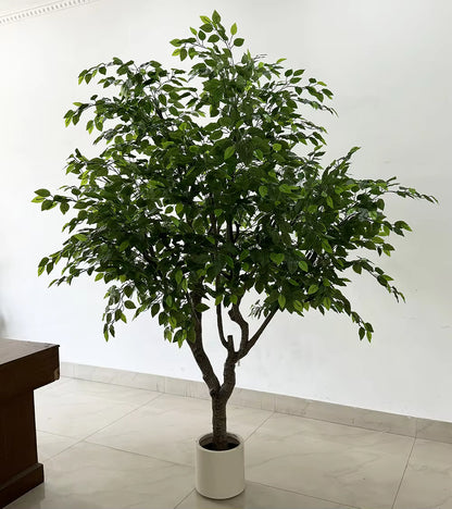 Ficus (250CM) No Pot