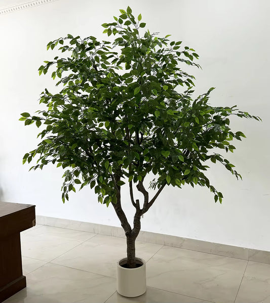 Ficus (250CM) No Pot