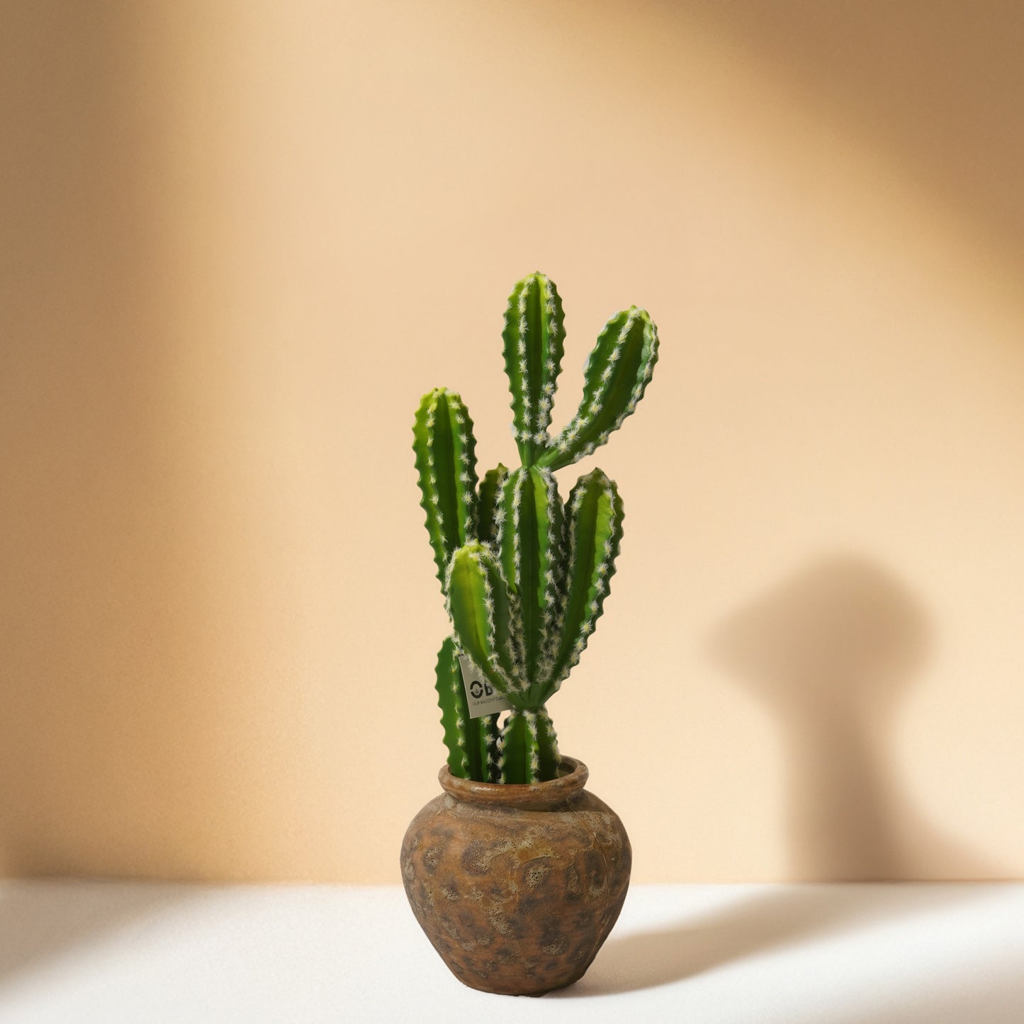 Cactus Plant (56cm) No Pot