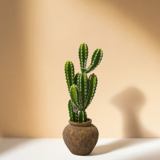 Cactus Plant (56cm) No Pot