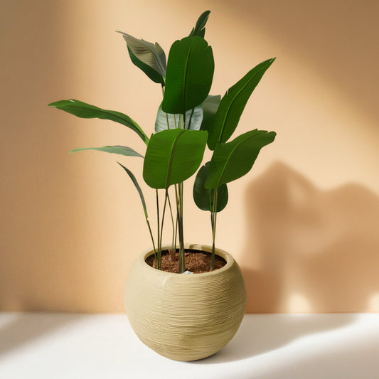 Bird of Paradise Mini (120cm) No Pot