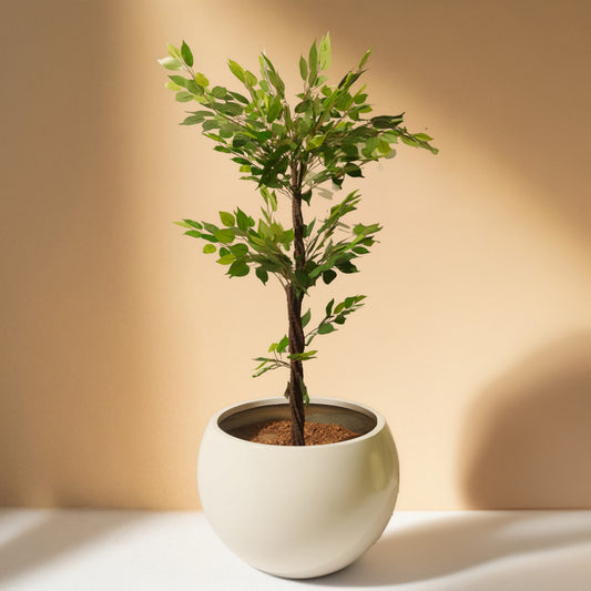 Ficus (150CM) No Pot
