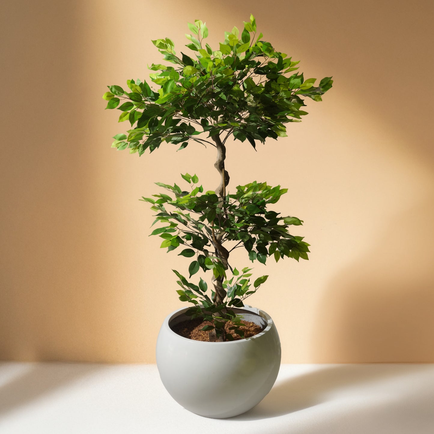 Ficus (180CM) No Pot