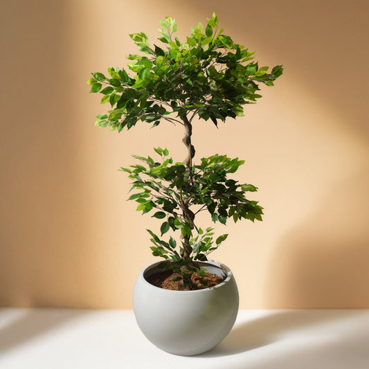 Ficus (180CM) No Pot