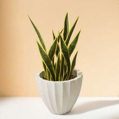 Sansevieria - Snake Artificial Plant (63CM) No Pot