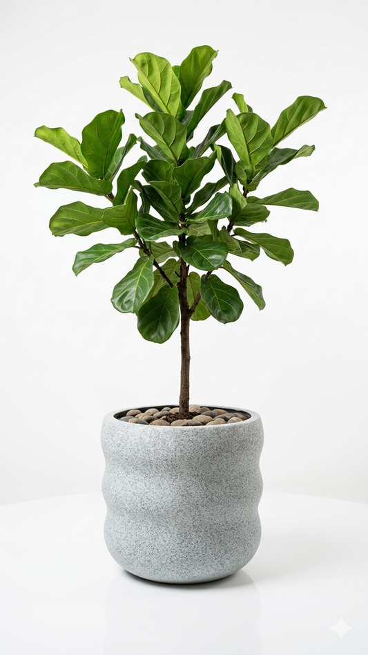 Wavy Fiber Granite Planter: A Statement of Modern Living