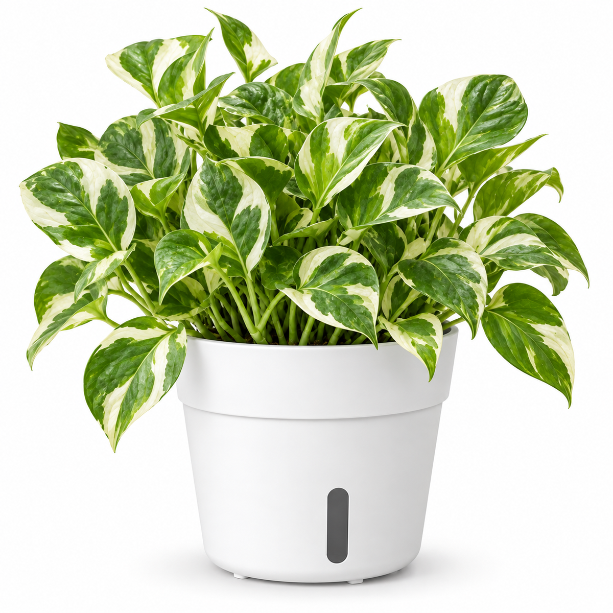 BLOOM Self-Watering Planter – 8 Inch | White