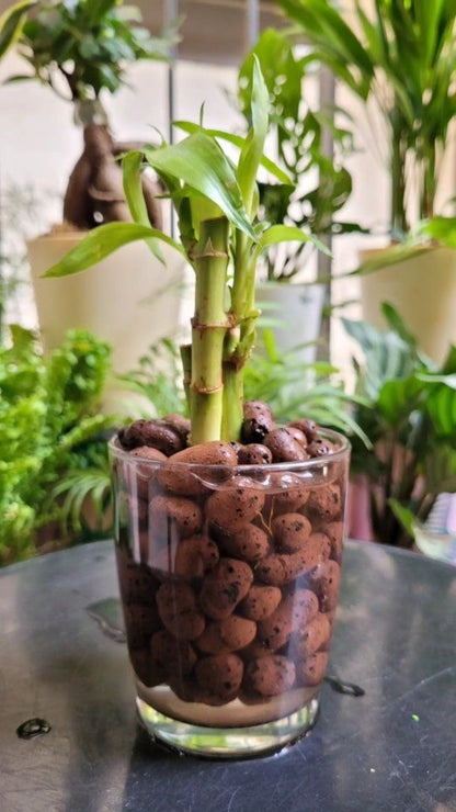 Leca Balls For Hydroponics