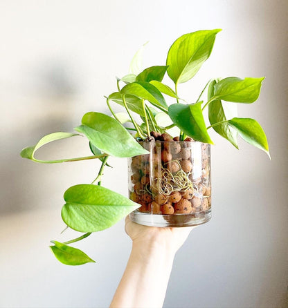 Leca Balls For Hydroponics