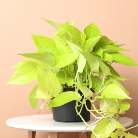 Neon Pothos