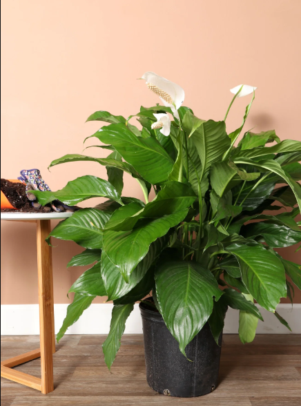 Peace Lily