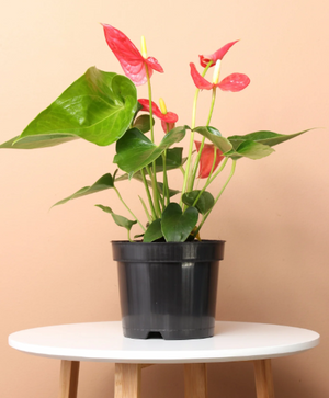Red Anthurium