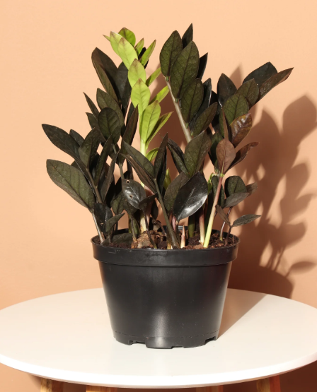 Black Raven ZZ Plant