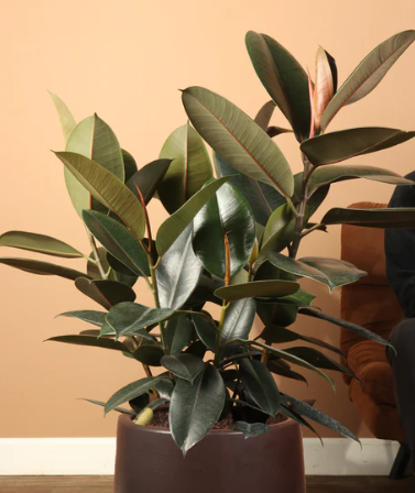 Rubber Tree bush