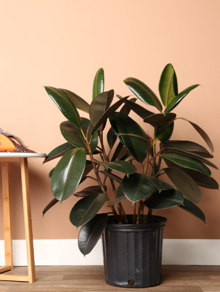 Rubber Tree bush